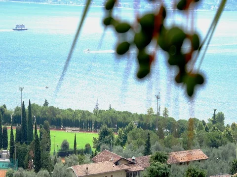 Green palm trees hanging on tree, Garda lake in background Stock Footage 78195300