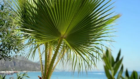 Green palm tree's leaf against blue sky background. Tropical summer landscape Video stock 118964859