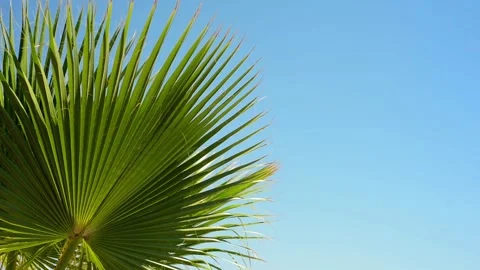 Green palm tree's leaf against blue sky background. Tropical summer landscape Video stock 118965005