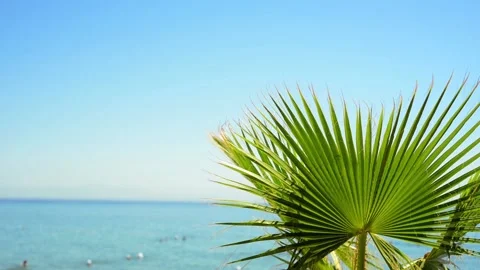 Green palm tree's leaf against blue sky background. Tropical summer landscape Stock Footage 118966194