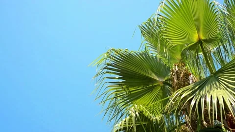Green palm tree's leaf, from right side, against blue sky background Stock Footage 118964590
