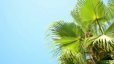 Green palm tree's leaf, from right side, against blue sky background. Stock-Footage 118968081