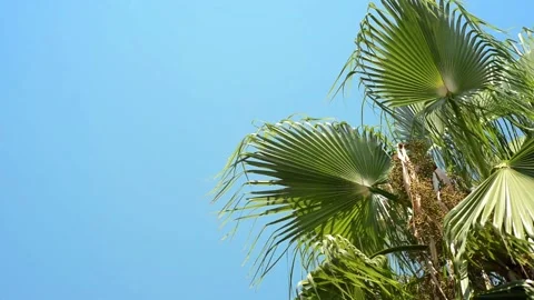 Green palm tree's leaf, from right side, against blue sky background. Stock Footage 118968378