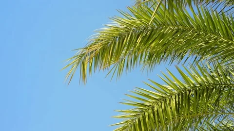 Green palm tree's leaf, from right side, against blue sky background. Stock-Footage 118969462