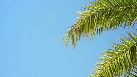 Green palm tree's leaf, from right side, against blue sky background. Stock-Footage 118970250