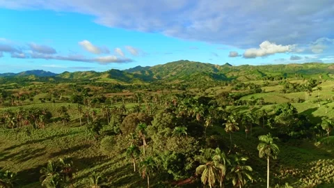 Green palm trees in a mountain valley and summer blue sky landscape. Video stock 332284305