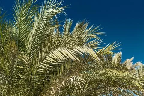 Green palm trees Stock Photos