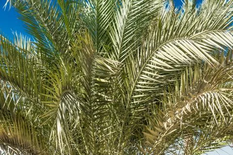 Green palm trees Foto stock