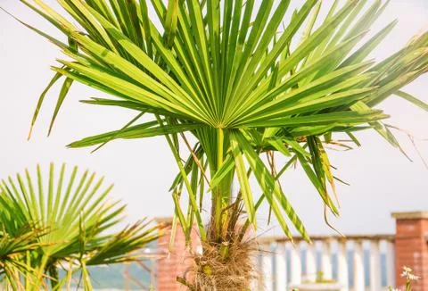 Green palm trees Stock Photos