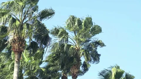 Green palm trees swaying in the wind, leaves foliage over blue sky on tropical Stock Footage 239897199