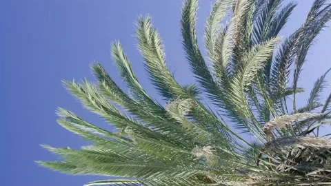 Green palm trees swaying in the wind, leaves foliage over blue sky on tropical Stock Footage 239897223