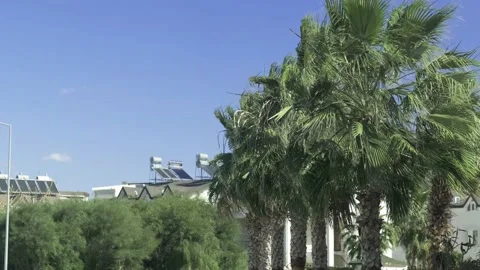 Green palm trees swaying in the wind, leaves foliage over blue sky on tropical Stock Footage 239897282