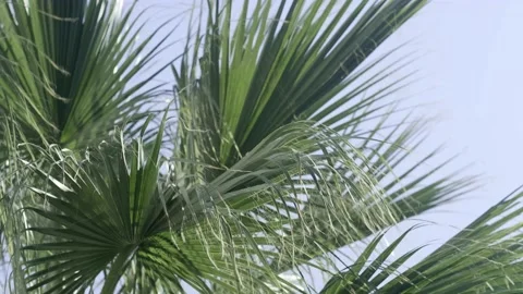 Green palm trees swaying in the wind, leaves foliage over blue sky on tropical Stock Footage 239897366