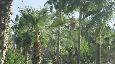 Green palm trees swaying in the wind, leaves foliage over blue sky on tropical Stock Footage 239897441