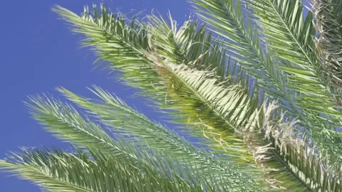 Green palm trees swaying in the wind, leaves foliage over blue sky on tropical Stock Footage 239897527