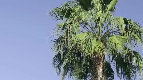 Green palm trees swaying in the wind, leaves foliage over blue sky on tropical Stock Footage 239897572