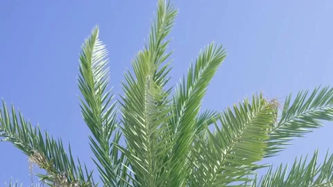 Green palm trees swaying in the wind, leaves foliage over blue sky on tropical Stock Footage 239897594