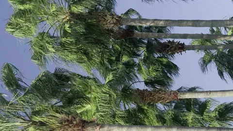 Green palm trees swaying in the wind, leaves foliage over blue sky on tropical Stock-Footage 239897619
