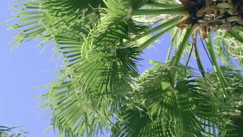 Green palm trees swaying in the wind, leaves foliage over blue sky on tropical Stock Footage 239897642