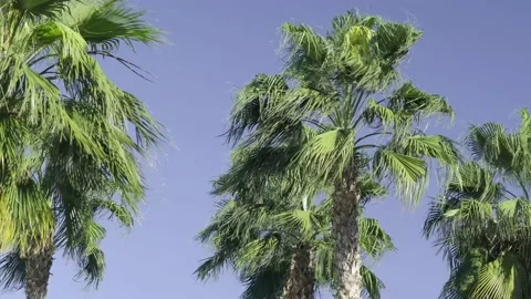 Green palm trees swaying in the wind, leaves foliage over blue sky on tropical Stock Footage 239897671