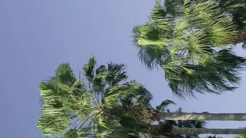 Green palm trees swaying in the wind, leaves foliage over blue sky on tropical Stock Footage 239897743