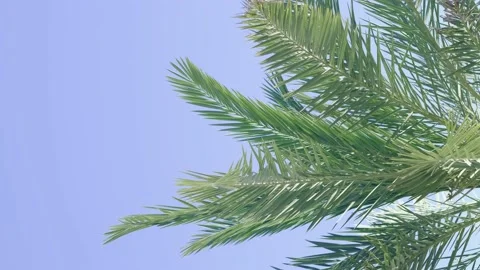 Green palm trees swaying in the wind, leaves foliage over blue sky on tropical Stock Footage 239897802