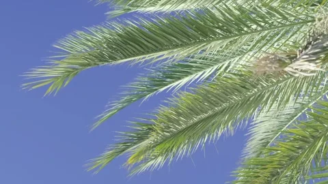 Green palm trees swaying in the wind, leaves foliage over blue sky on tropical Stock-Footage 240138976
