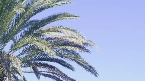 Green palm trees swaying in the wind, leaves foliage over blue sky on tropical Stock Footage 240139010