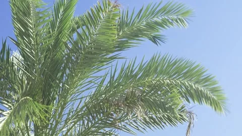 Green palm trees swaying in the wind, leaves foliage over blue sky on tropical Stock Footage 240139229