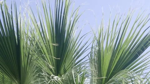 Green palm trees swaying in the wind, leaves foliage over blue sky on tropical Stock Footage 240139281
