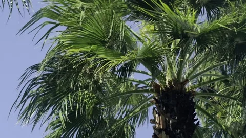 Green palm trees swaying in the wind, leaves foliage over blue sky on tropical Stock Footage 240139552