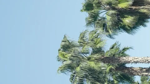 Green palm trees swaying in the wind, leaves foliage over blue sky on tropical Stock-Footage 240139599