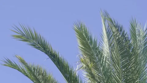 Green palm trees swaying in the wind, leaves foliage over blue sky on tropical Stock Footage 240139653