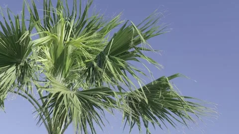 Green palm trees swaying in the wind, leaves foliage over blue sky on tropical Stock Footage 240139714