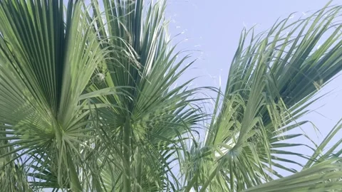 Green palm trees swaying in the wind, leaves foliage over blue sky on tropical Stock-Footage 241752992