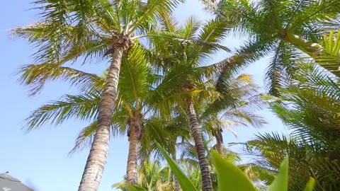 Green palm trees swaying in the wind against a bright blue sky, capturing t.. Stock Footage 286198341