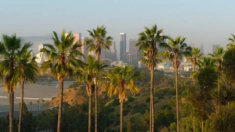 Green palm trees USA CA, aerial view green park with scenic Los Angeles downtown Видео 255352228