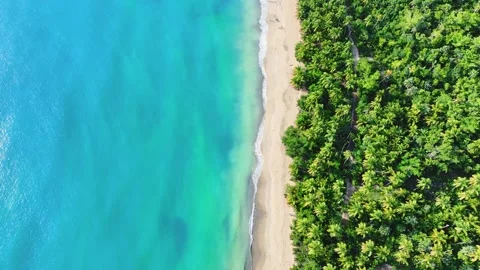 Green palm trees on the white sandy beach of Saona Island, Dominican Republic. Stock Footage 249589959