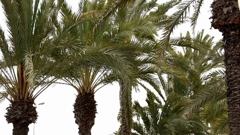Green palm trees on a white sky Stock-Footage 75217024