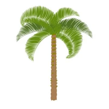 Green palm on a white background to perform. Vector Stock Illustration