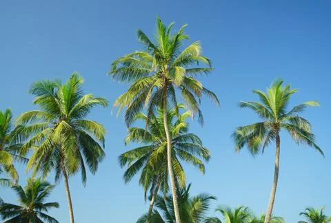 Green palms with coconuts on sky background Stock Photos