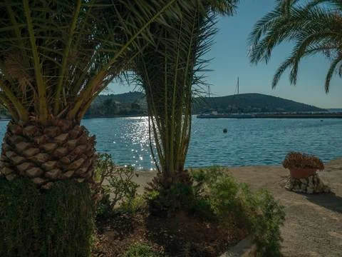 Green palms at concreete beach. Stock Photos