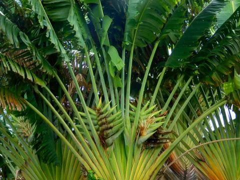 Green Palms Фото