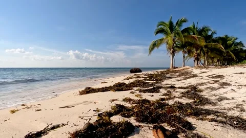 Green Palms on a sandy beach with the ocean lapping against the shore Video stock 240412337