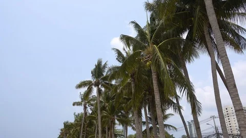 Green palms the tops of the trees with the coconuts. Stock Footage 128692911