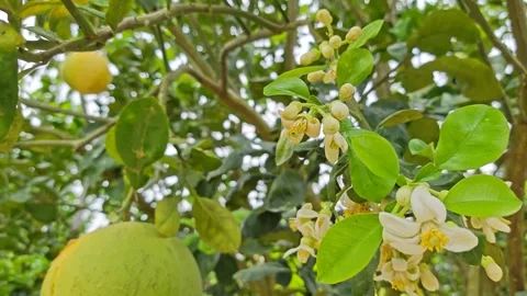 Green pamelo Stock Footage 343806732