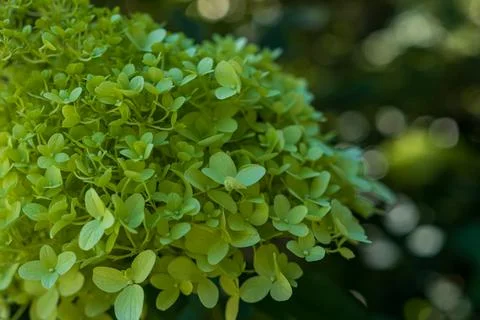 Green Panicle Hydrangea Close-Up with Soft Bokeh Background Stockfoto's