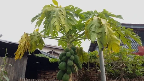 Green papaya fruit grows on tree, houses, pole, tin roof, Sam Neua, Laos Stockbeeldmateriaal 76923605