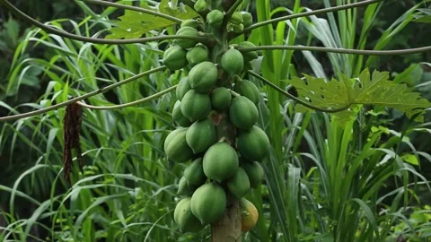 Green papaya fruit on a tree, close-up shot, in Piraí do Norte, Bahia, Brazil Stock Footage 317589453
