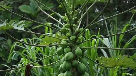 Green papaya fruit on a tree, close-up shot, in Piraí do Norte, Bahia, Brazil Stock Footage 317589462